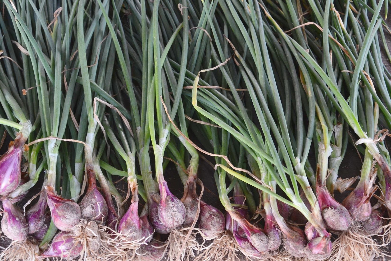 FIND OUT MORE ABOUT SHALLOT